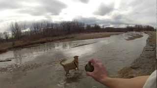 preview picture of video 'Dog with GoPro Dog Mount at Cherry Creek Dog Park   Jake Throw Ball River'