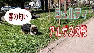 【シェルティ】アルザスの桜【フランス田舎暮らし🇫🇷】#犬の散歩 #賢い犬 #犬のいる暮らし #マイペースな犬
