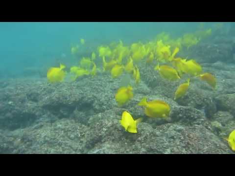 카할루우 비치 스노쿨링