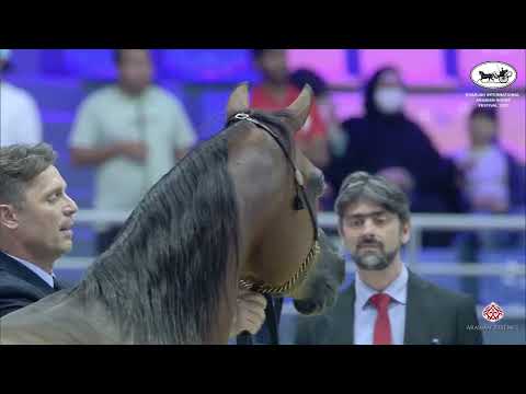 N 260 SHADI AL KHALEDIAH   Sharjah International Arabian Horse Festival 2022   Stallions 10 Years &