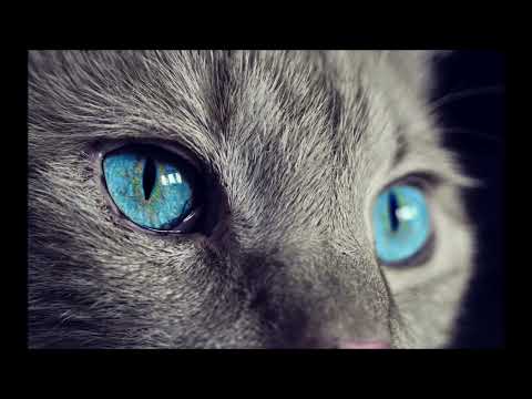 Thee Silver Mt. Zion - 13 Angels Standing Guard 'Round the Side of Your Bed 1 HOUR LOOP