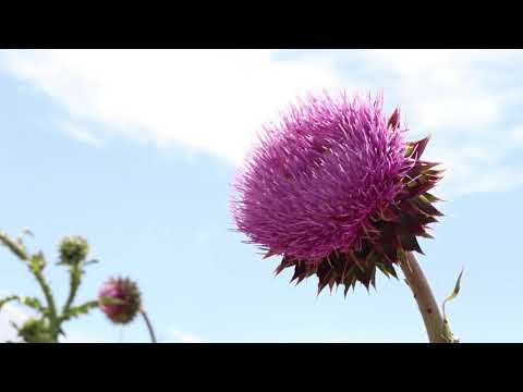 Musk Thistle (Carduus nutans)