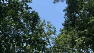 Decatur Psalm(Fast Tempo?)