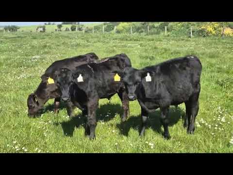 30 Reared Aberdeen Angus calves - Image 2