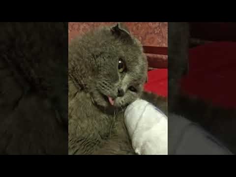 Confused Kitty Wakes from Anesthesia || ViralHog