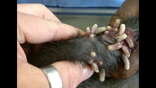 Re: [問卦] 為什麼從非洲出來的病毒都這麼強悍？