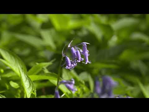 Wild Explorers   The Bluebell Wood