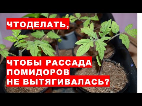 , title : 'Что делать с рассадой помидоров, чтобы она не вытягивалась?'