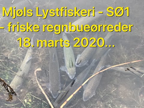 lystfiskeri-put-and-take-friske-fisk-i-soe1-18-marts-2020
