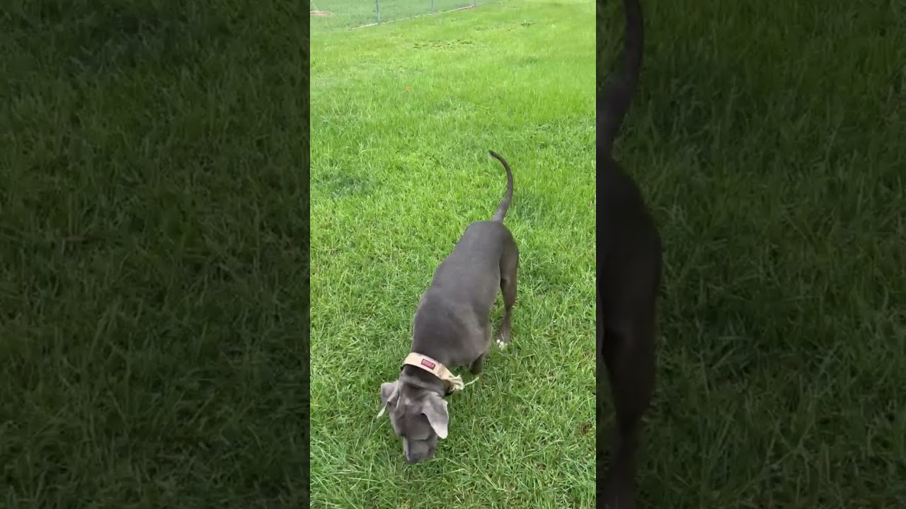 Rambler, a Adoptable Pit Bull Terrier in Rocky Mount, NC video 3/3