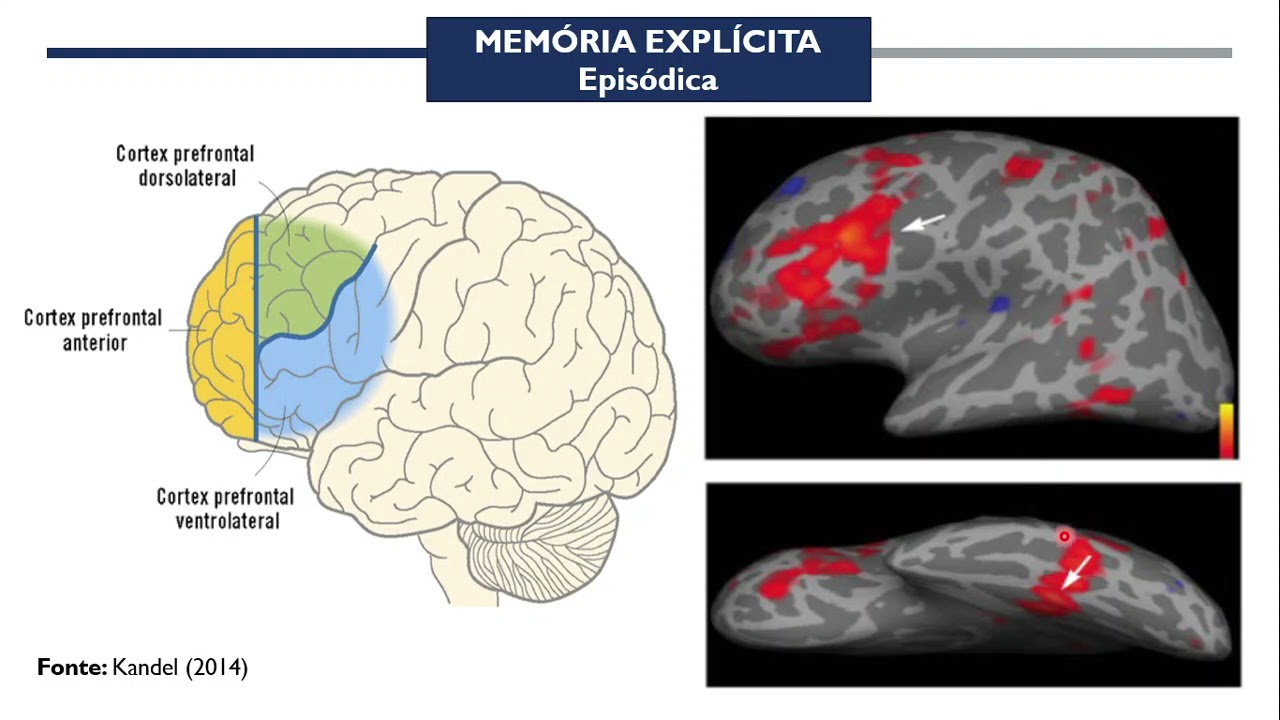 AREAS FUNCIONAIS DE MEMORIA
