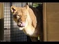 Elsa The Lioness Lazes Enjoying Her Liberty As She Is Rescued From Captivity In An Italian Zoo