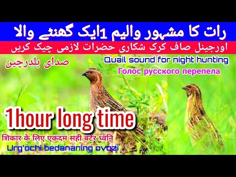 quail sounds 1 hour / Batair ki Awaz 1hour 2024 / Batair ki awaz 1 ghante