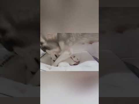 #funny #dogs #pet #dogshorts#doglife#interesting #cute