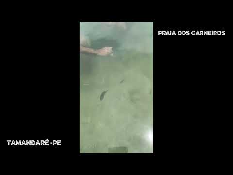 Praia dos carneiros Tamandaré -Pe 