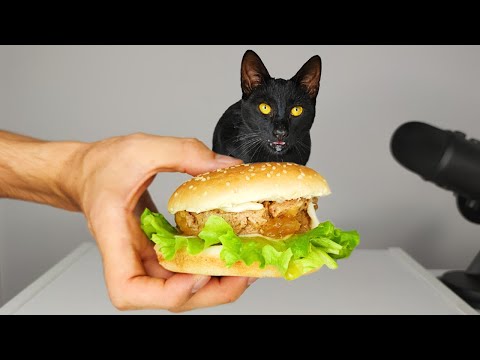 CAT EATING BURGER ASMR