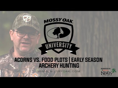 Hunting Food Plots vs. Acorns in Early Season Video