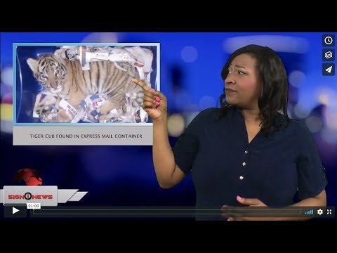 Tiger cub found in express mail container (ASL - 2.7.18)