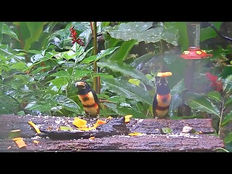 Rainy Day On The Panama Fruit Feeder And Aracaris Go In For Some Big Bites – Nov. 3, 2020