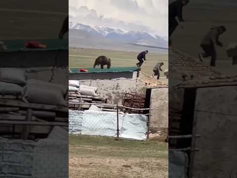 Bear attack on people 😰🫣 #world