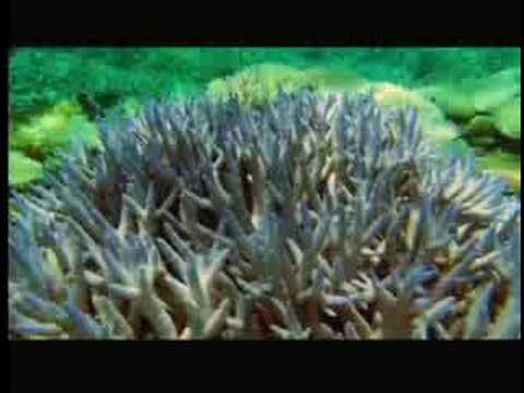 klimatske spremembe- koralni greben