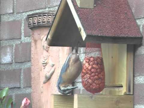 Boomklever in de tuin