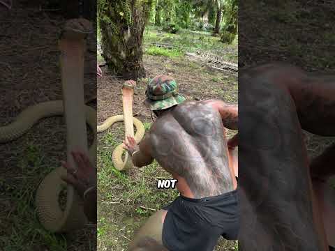 Raising a Wild King Cobra with One Hand — A Moment of Trust