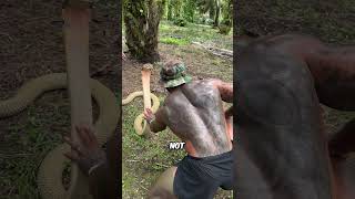 Download lagu Raising a Wild King Cobra with One Hand — A Moment of Trust mp3