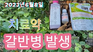 2023년6월8일 갈반병 발생 치료와 예방약