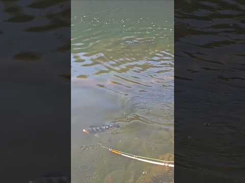 LAGO DE BURITINOPOLIS GOIÁS #pesca #peixe