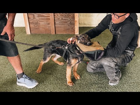 Nui von Riccar - 3 months