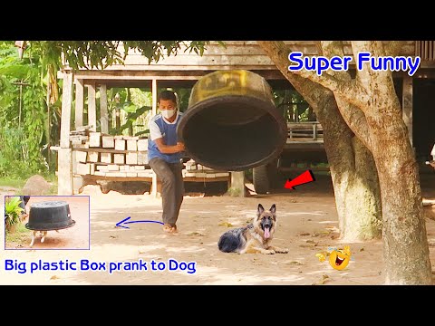 Funny Prank Big Plastic box & Ring Prank on Dog must funny video ????????