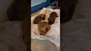 Morkie Puppies Videos