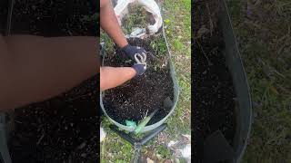 Roscheeta Monique is live! Garden Cleanup Part 2