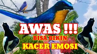 Download lagu Masteran Tledekan Gunung Gacor Juara Lomba | Pancingan Kacer Gacor Buka Ekor ‼️ mp3