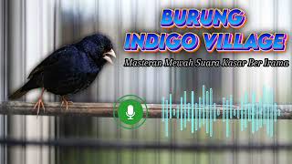Download lagu BURUNG INDIGO VILLAGE AFRIKA MASTERAN SUARA TAJAM BERIRAMA | MASTERAN SULTAN MATERI KASAR mp3