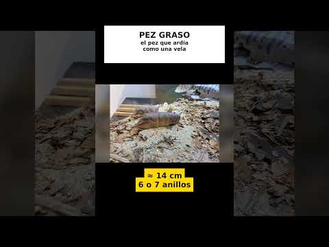 Pez graso: el pez de la laguna de Tota que ardía como una vela
