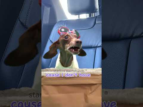 Moonpie lost her sunglasses #starboxdachshunds