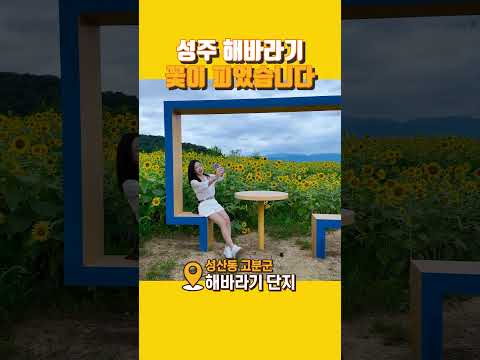 성주 고분군 전시관 해바라기꽃이 피었습니다 #성주군 #주말나들이 #해바라기 #인생샷 #드라이브