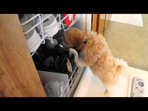 Bear likes to pre-wash our dishes!