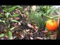 Community Gardens And Local Gardening Practices In Tampa Florida