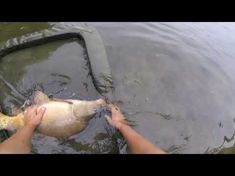 łowisko Jerzyn 10.08.2019 - karpie na method feeder, jeden za drugim