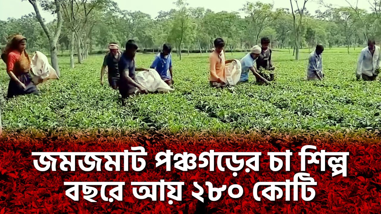 জমজমাট পঞ্চগড়ের চা শিল্প, বছরে আয় ২৮০ কোটি