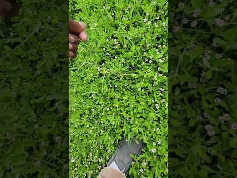 Subsurface Drip Irrigation + Kurapia Utility Groundcover = Water Savings...👍