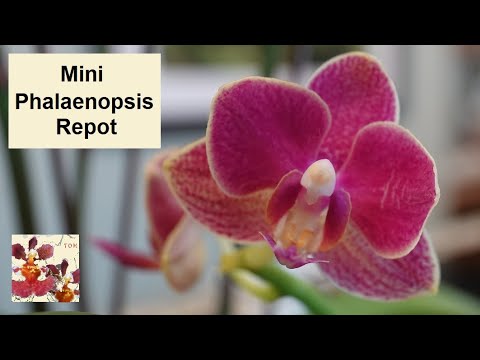Mini Phalaenopsis Orchid Repot...and a Surprise Audio Cameo from Cici (My Cat!)