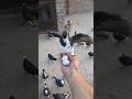 Batao Ya Kis Kabootar Ka Anday Hain Guess Kro ️ Shorts Viral Pigeon