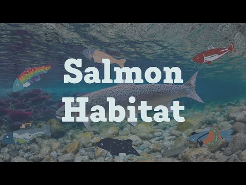 Salmon Habitat Conservation: A Global Imperative | Vibepedia