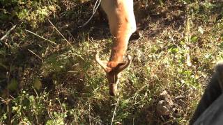 preview picture of video 'A spike bull elk is very curious. From my Colorado hunt.'