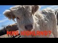 Why We Don T Raise Mini Highlands