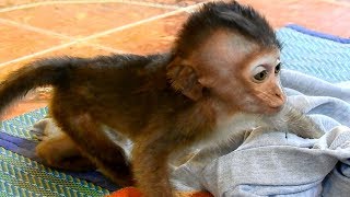 P52-Oh My God! Baby Lori Wanna Say Hello To Little Kitten | That's Great and Friendly Sign For Lori